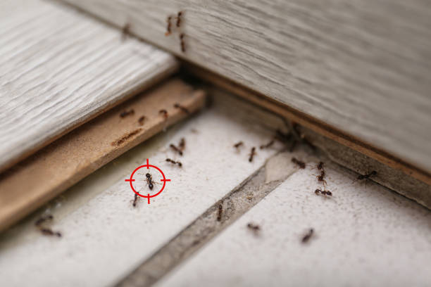 Best Wildlife Control Services  in Villa Ridge, MO