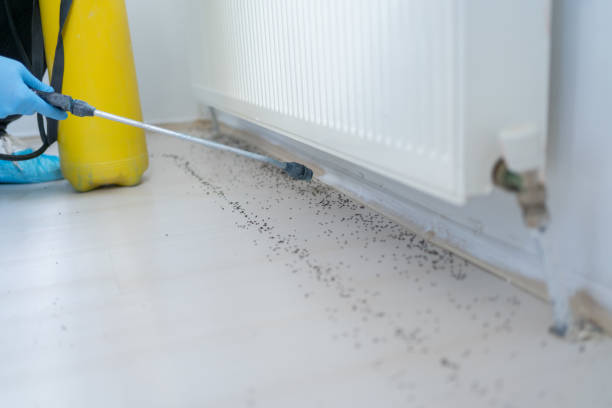 Best Wasp Removal Services  in Villa Ridge, MO